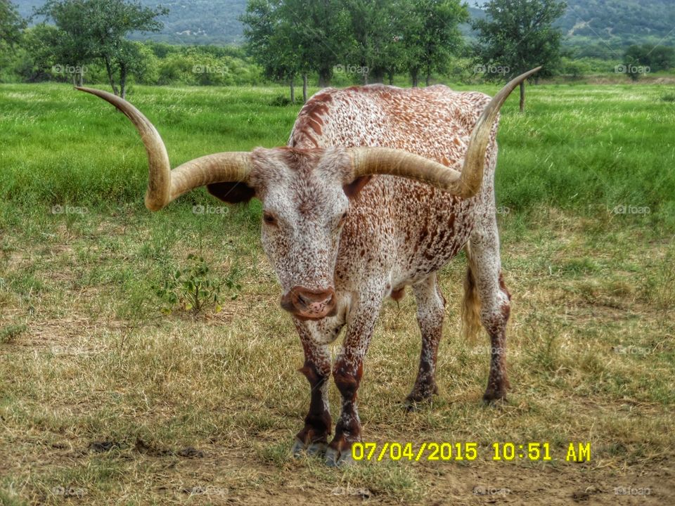 now that's a Texas longhorn 5. This is another picture of the same Texas longhorn but with the color. I took this photo 📷 while out exploring Graham