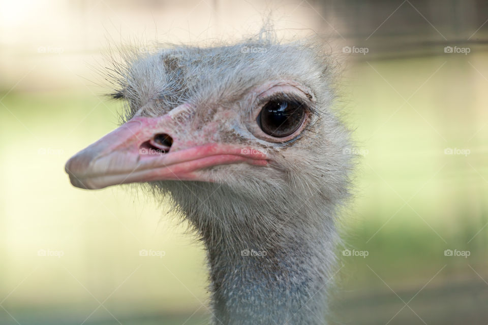 Ostrich face, closeup portrait