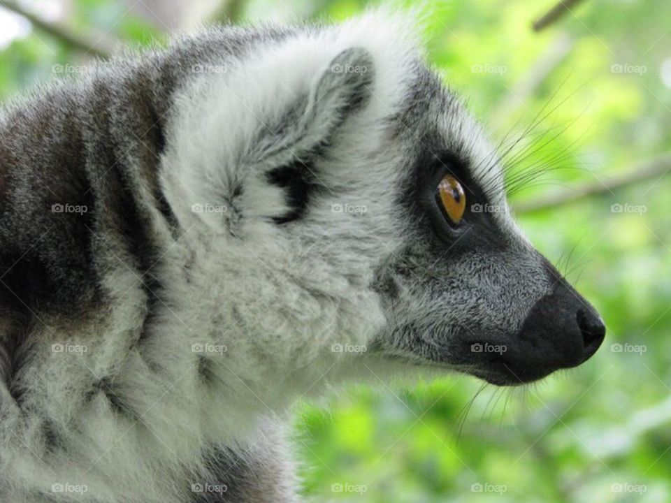 Male Lemur. Closeup Lemur