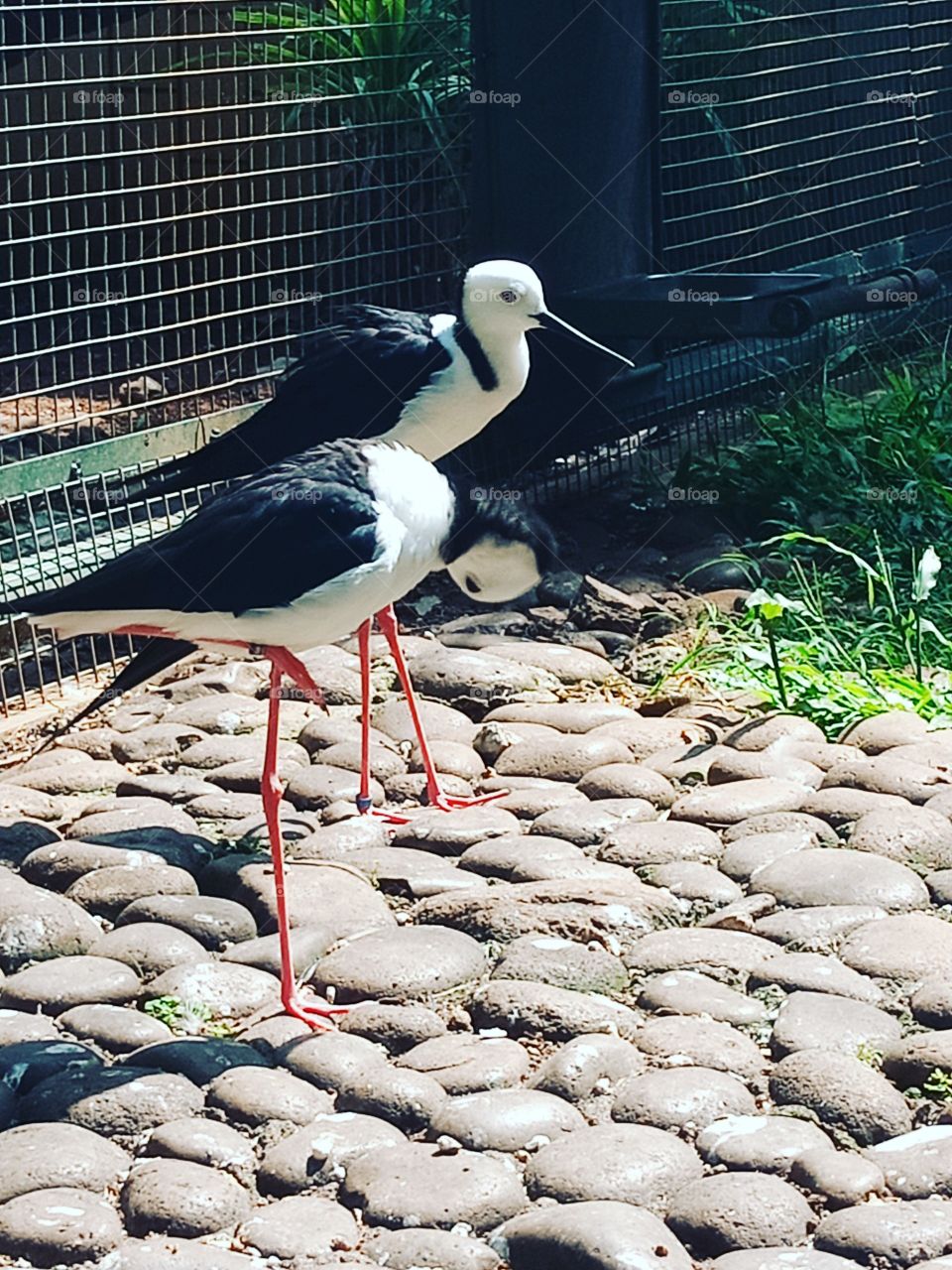 burung gagang bayam timur
