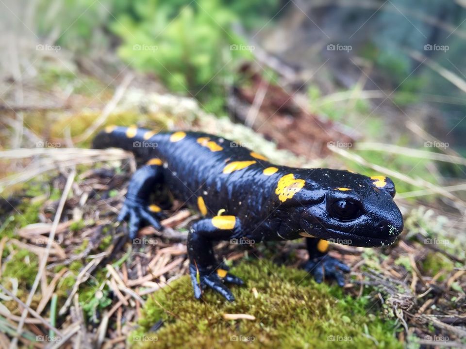 Spotted salamander on the grass