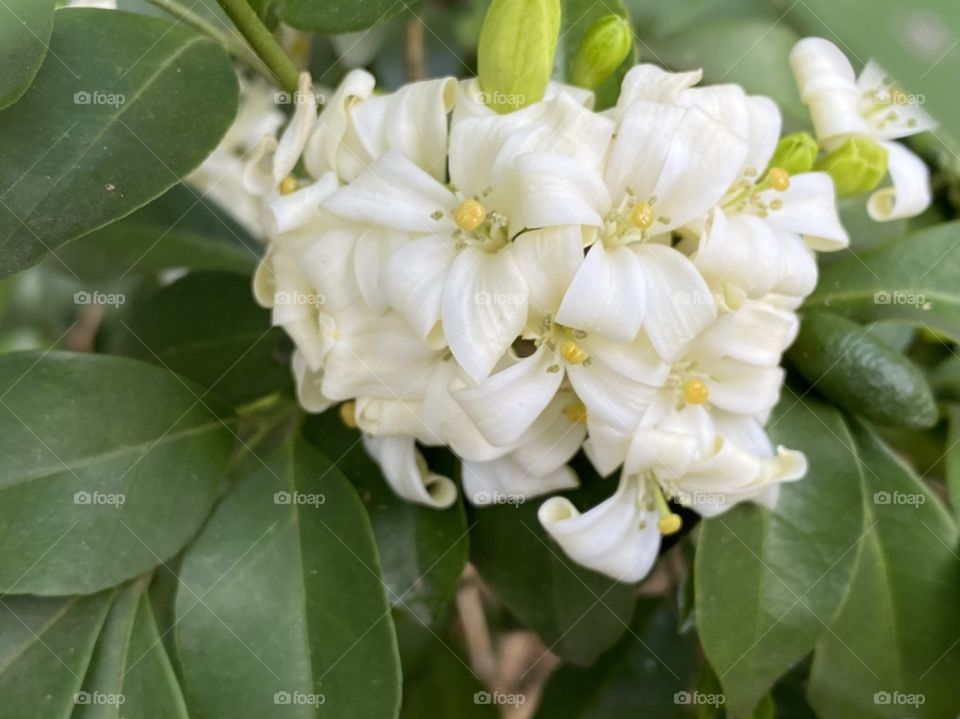 Nature, Leaf, Flower, Flora, No Person