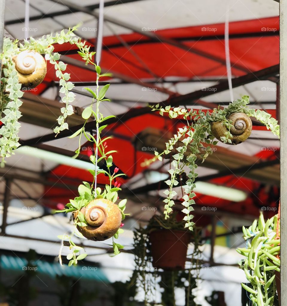 Plants grown in snail shell to control planting plants in the plastic pots or containers .