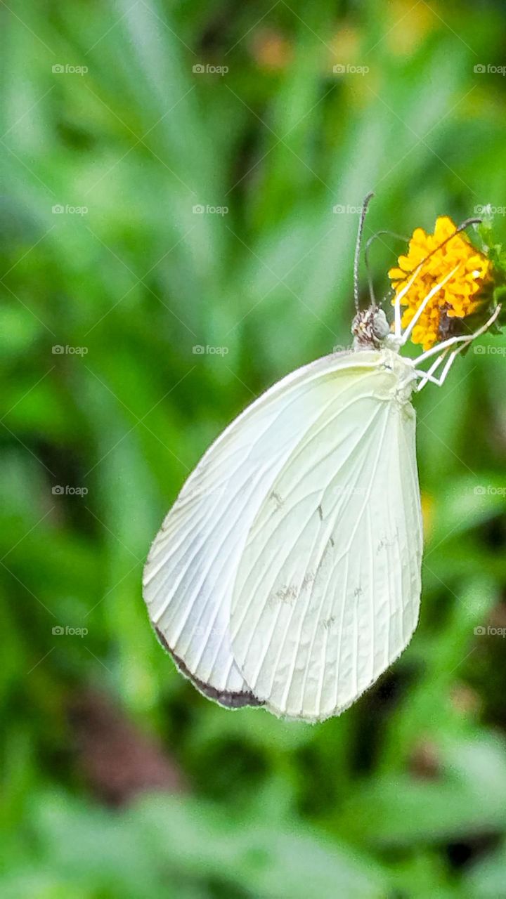 White Butterfly
