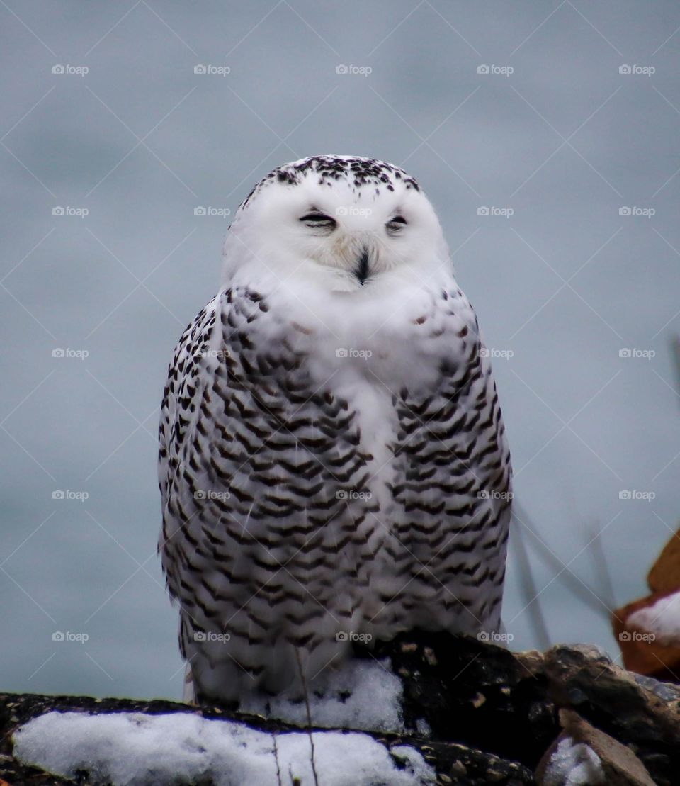 Polar owl