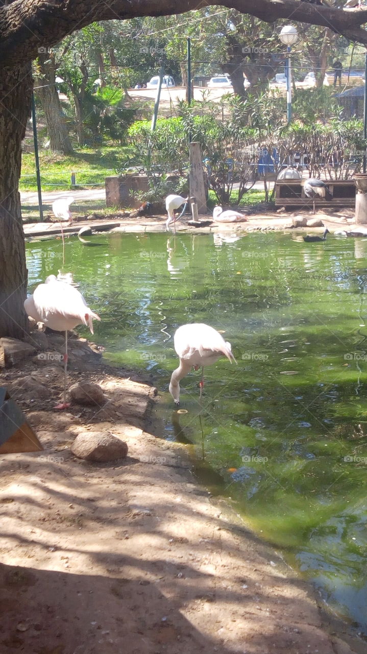 صورة من حديقة الطيور باكادير المغرب