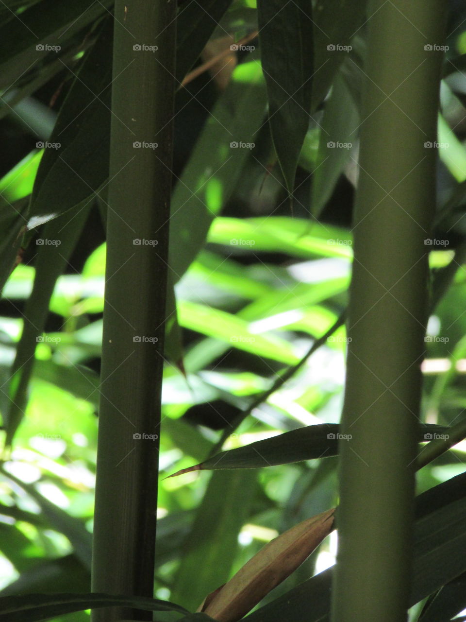 Bamboo 
