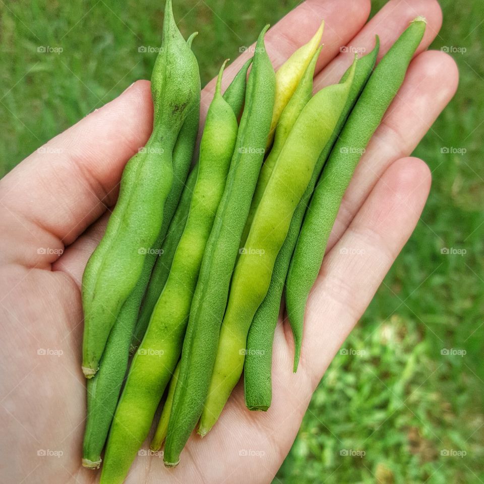 Green beans on palm of hand