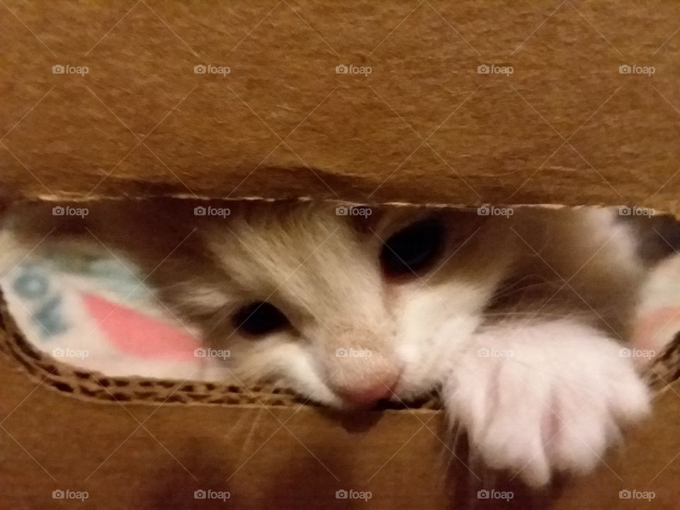 playful kitten