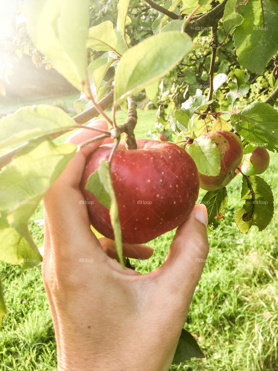 Bio Fruits orchard cultivation 