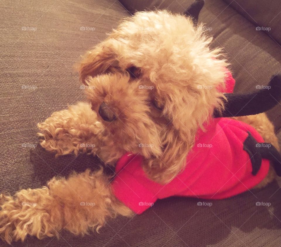 My new devil pijama 🐾🐶💤