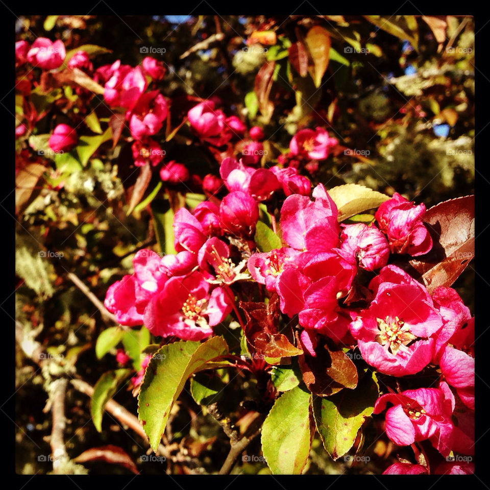 Spring blossoms
