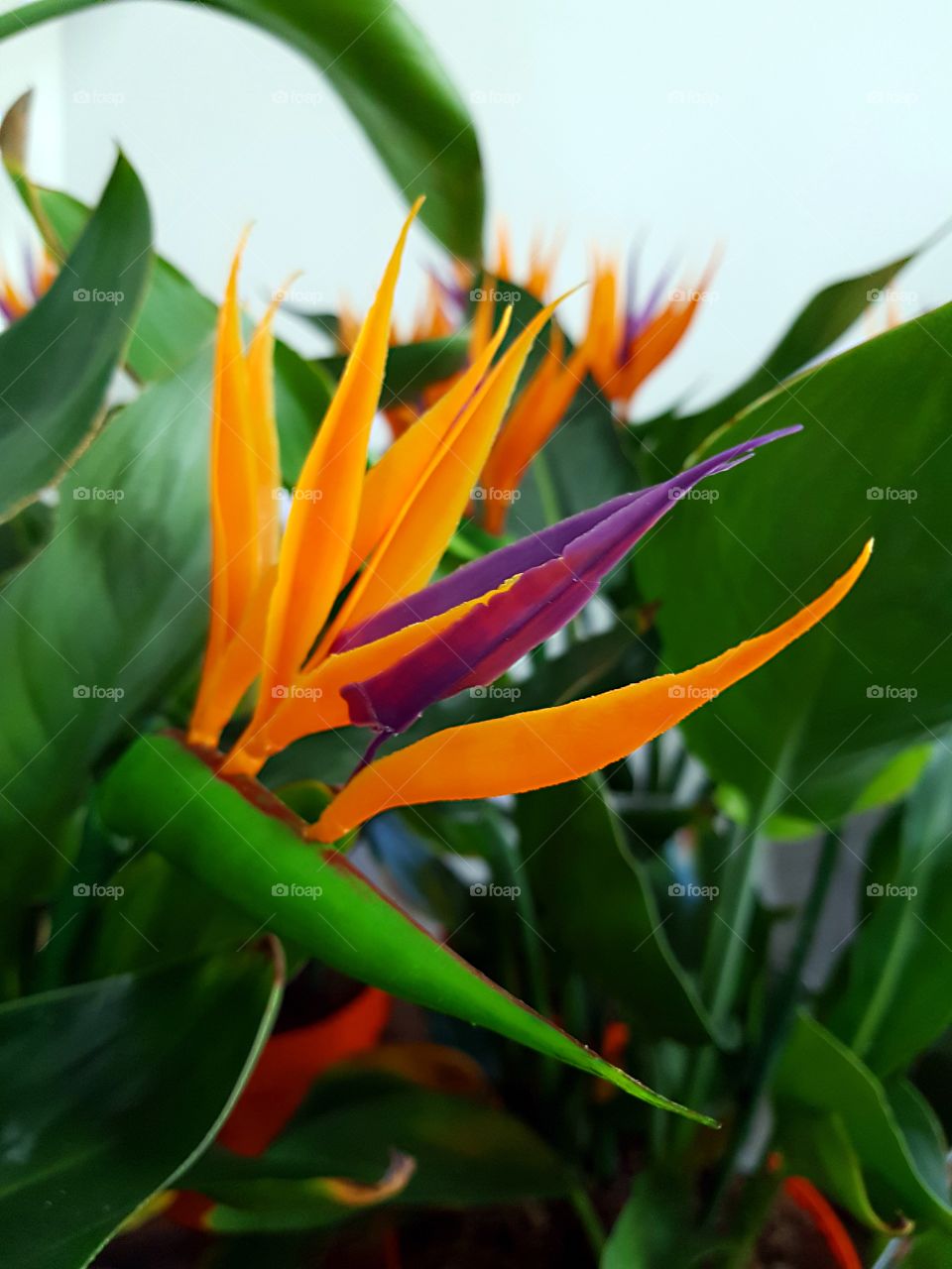 Strelitzia royal in the flower store