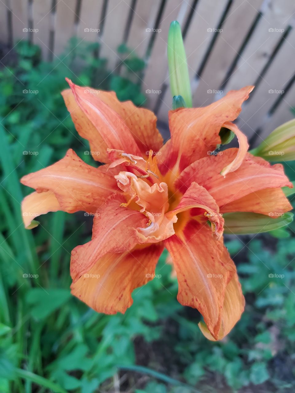 up close and personal with a day lily
