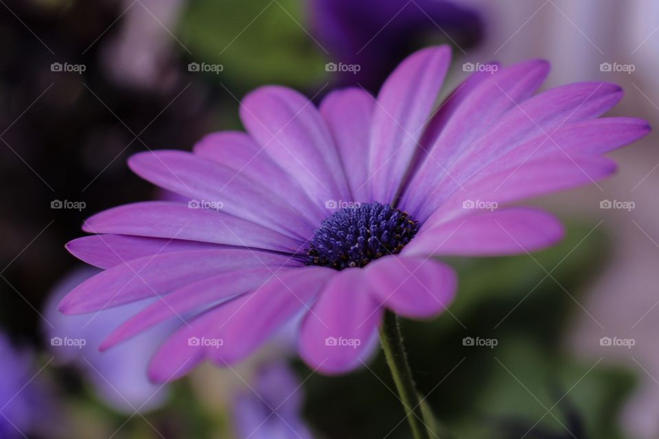 Purple Flower