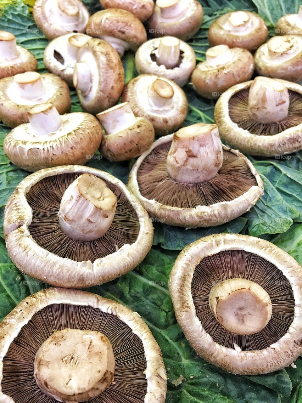 Hunting for mushrooms