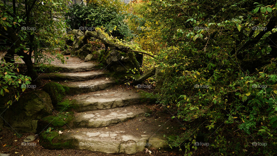 Walkway in the woods