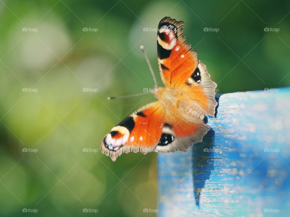 Close up of peacock butterfly