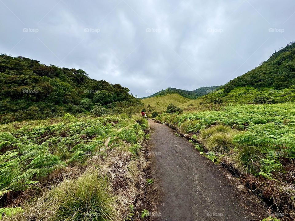 Green grass field with a walking path…