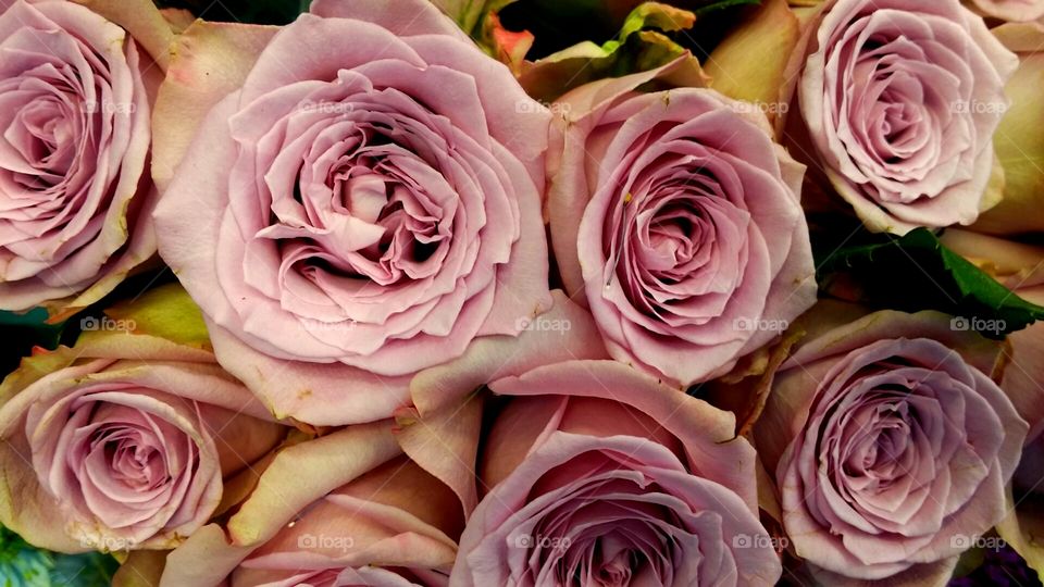 pink roses