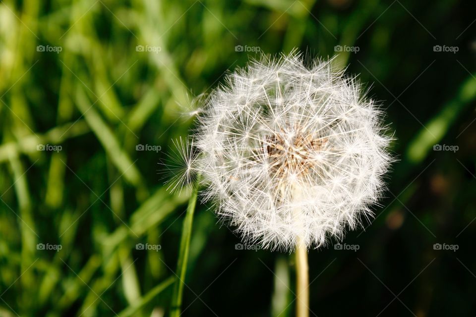 Delicate dandelion clocks-Infinite Wishes