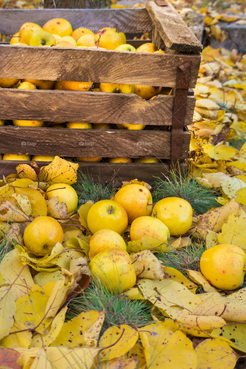 Harvest ripe juicy and tasty apples. Harvested juicy apples from fertile trees.
