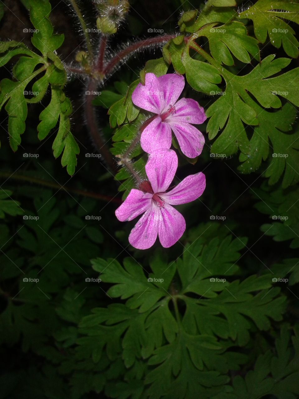 wild flowers. I love to foto flowers and anything else that I find interesting enuf tp sharr. 