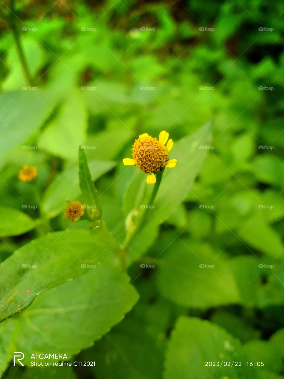 Sri .
flower 🌺