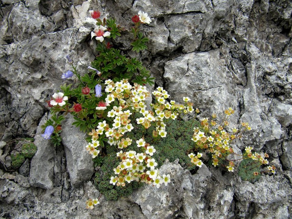 Alpine flower