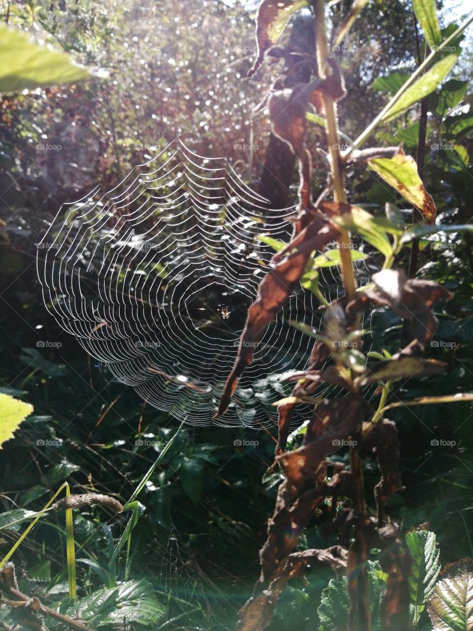Spider web