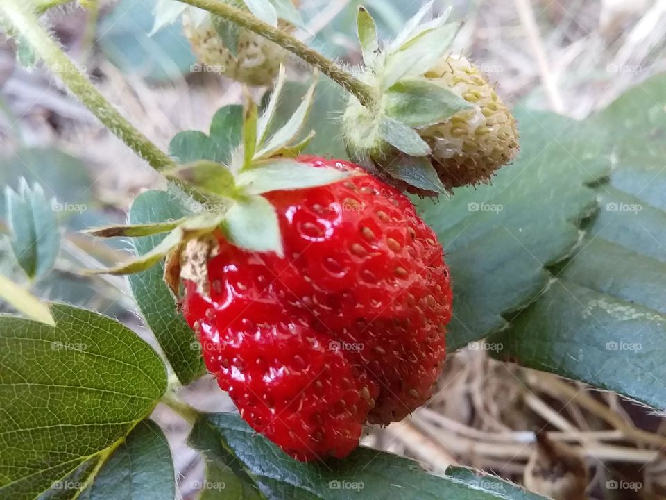 delicious red strawberry on a vine with leaves and small strawberries