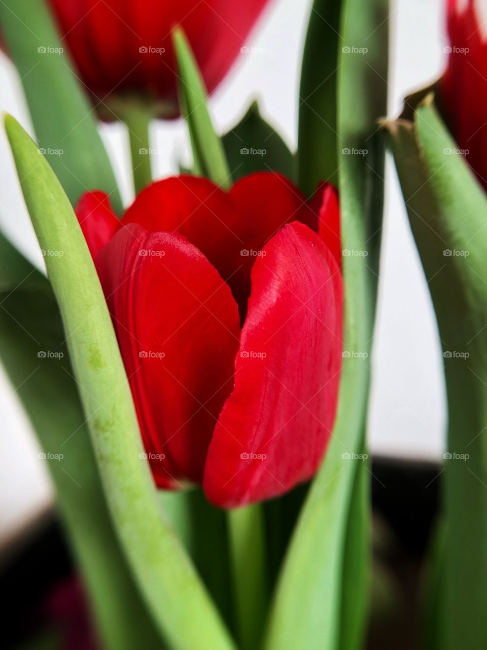 A beautiful bright red tulip.