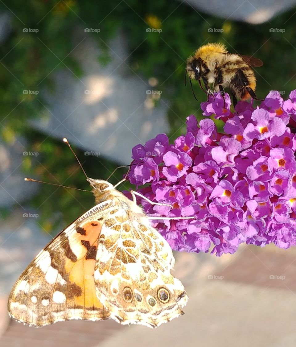 butterfly bumblebees bee flower blooming bluehen bluete. lila purple summer Sommer