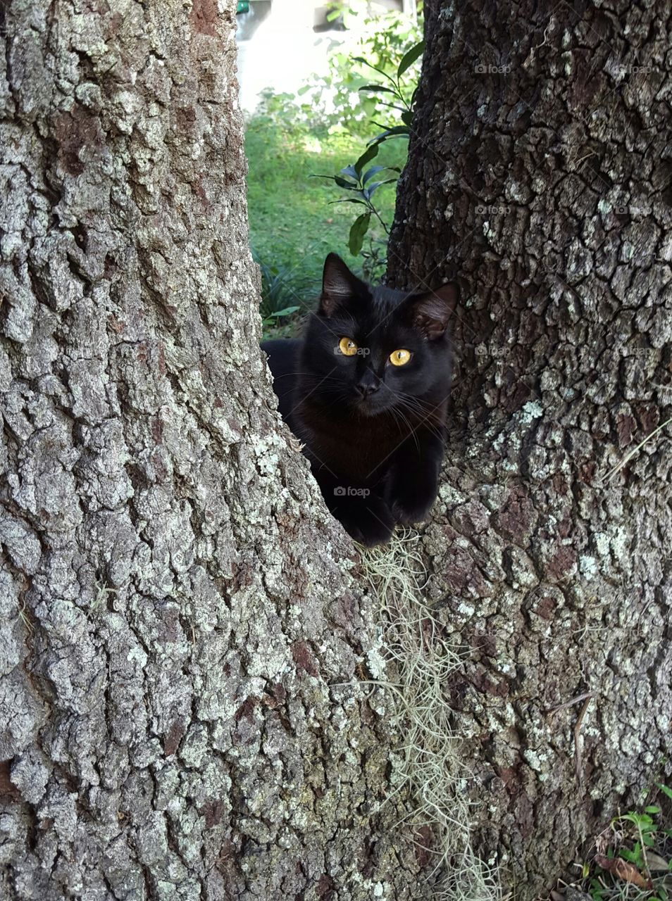 "Bob" resting in the tree