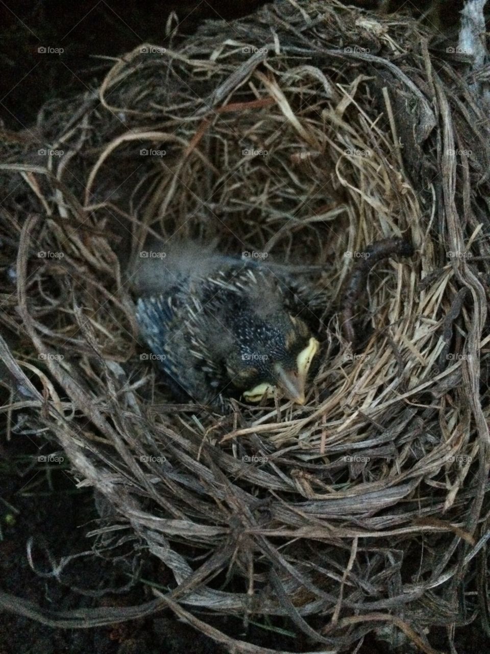 Baby nesting. Baby robin in it's nest
