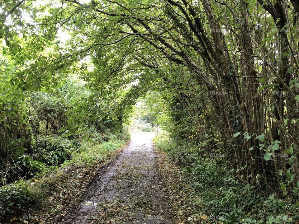 Devon countryside at its best after a fall of rain, this photo was taken in Coffinswell, Newton Abbot, UK