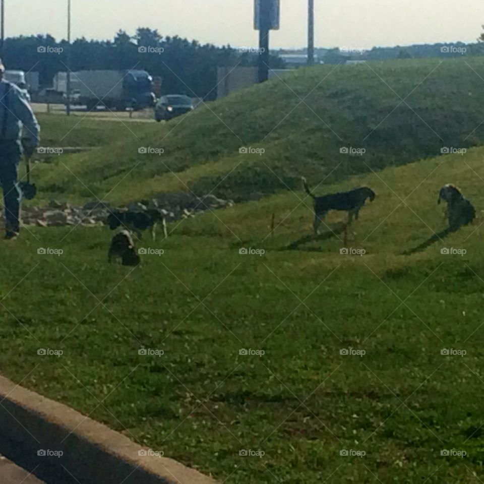 Cattle, Agriculture, Livestock, Mammal, Farm