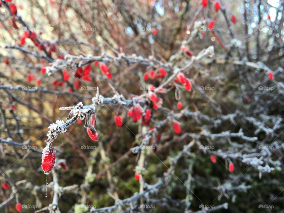 Red berries kissed with frost