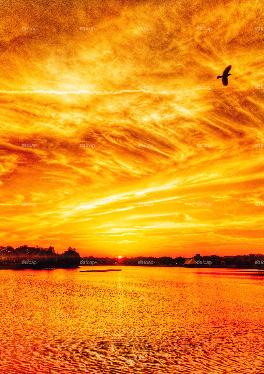A beautiful golden orange sunrise at Cranes Roost Park in Altamonte Springs, Florida. As I was taking pictures a flock of birds flew by and I was able to get the last bird in this photo.