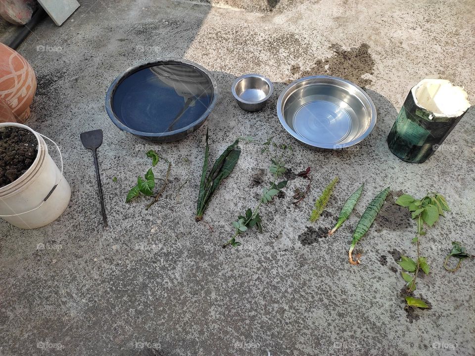 gardening: cuttings are ready to plant