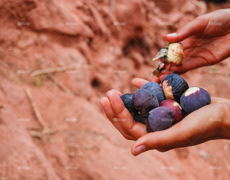 Figs along the way . plucked during our trek