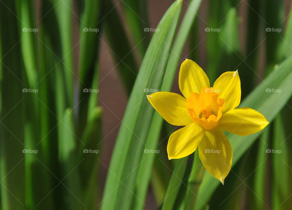 Yellow and greens of spring. Beautiful daffodil, space for copy 