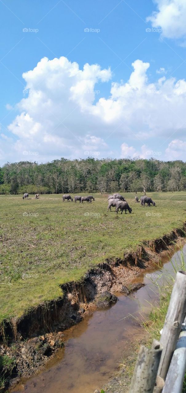 buffalo in the middle of meadow