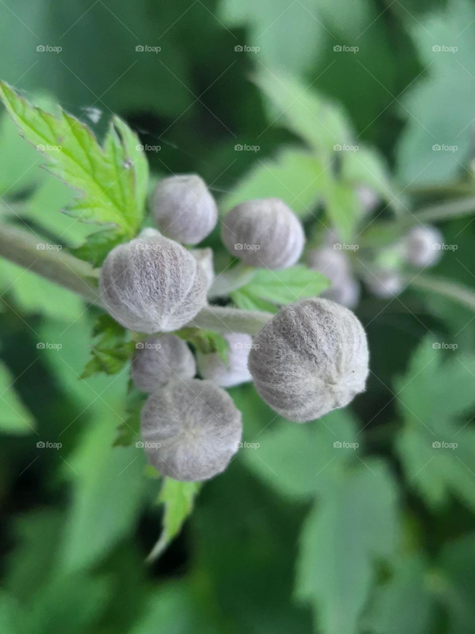 go green - anamone buds among green leaves