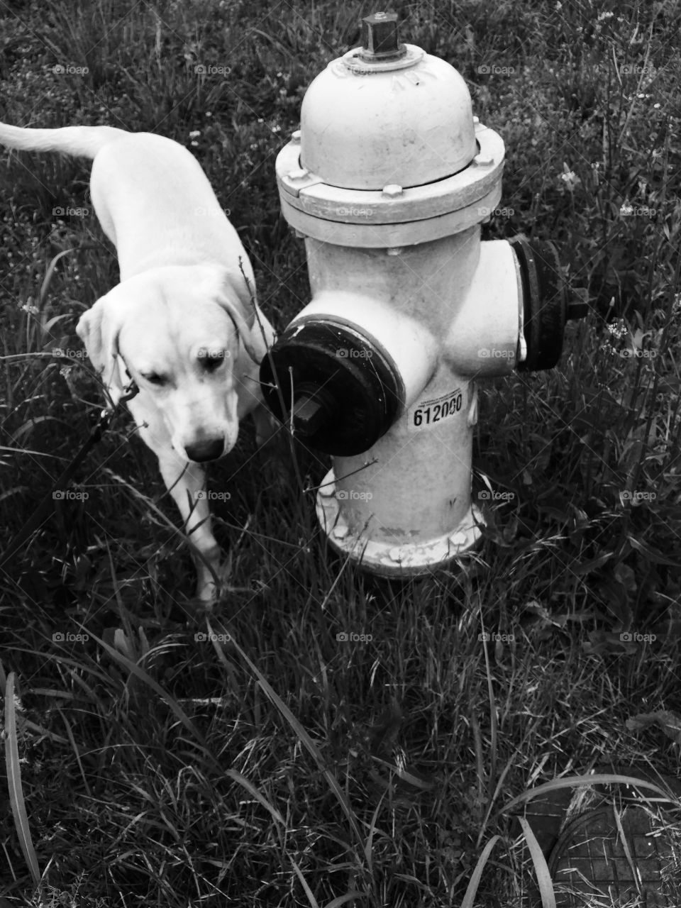 Dog and fire hydrant 
