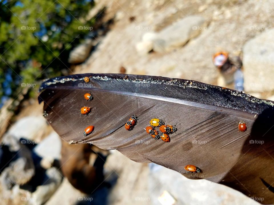 Lady bugs, Loon lake