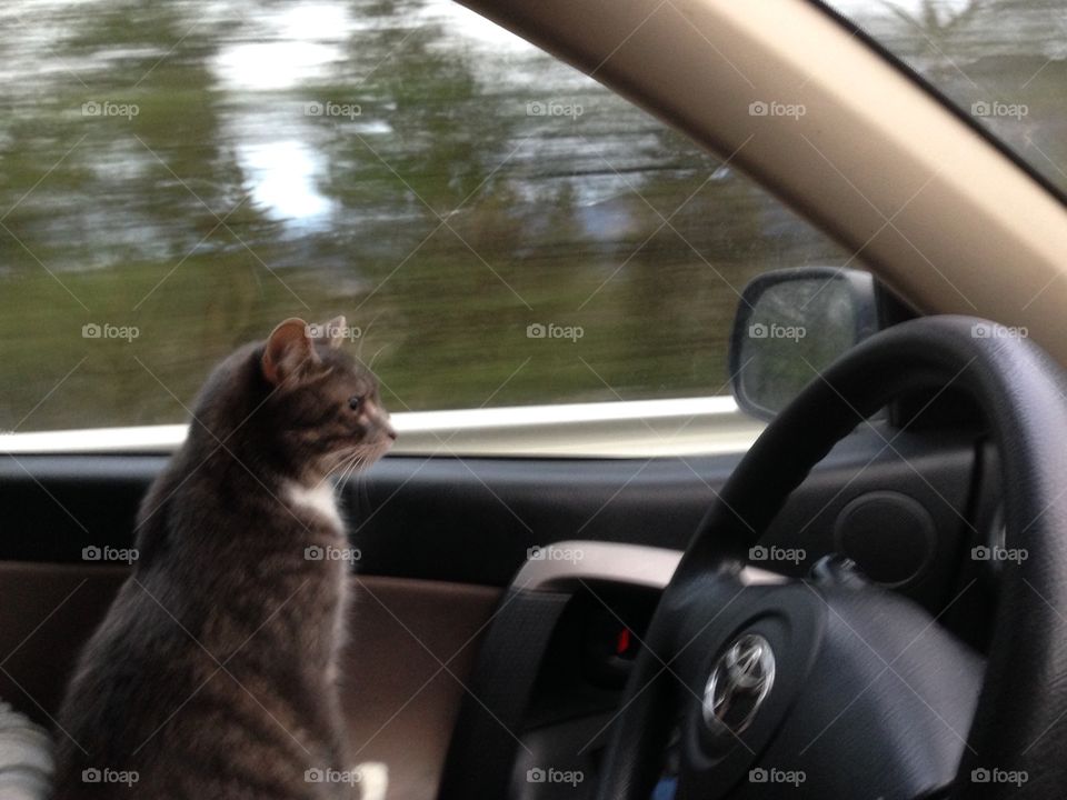Cat driving 