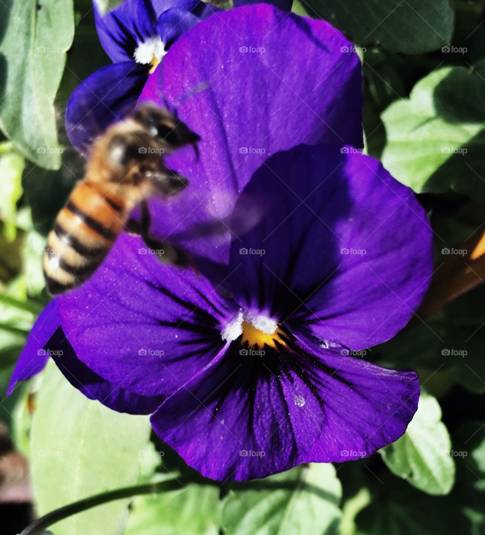 Honey Bee purple flower
