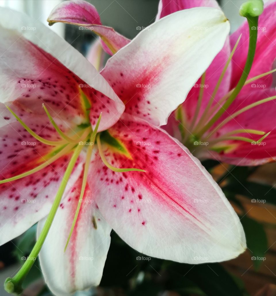 Wake up and smell the Lillies