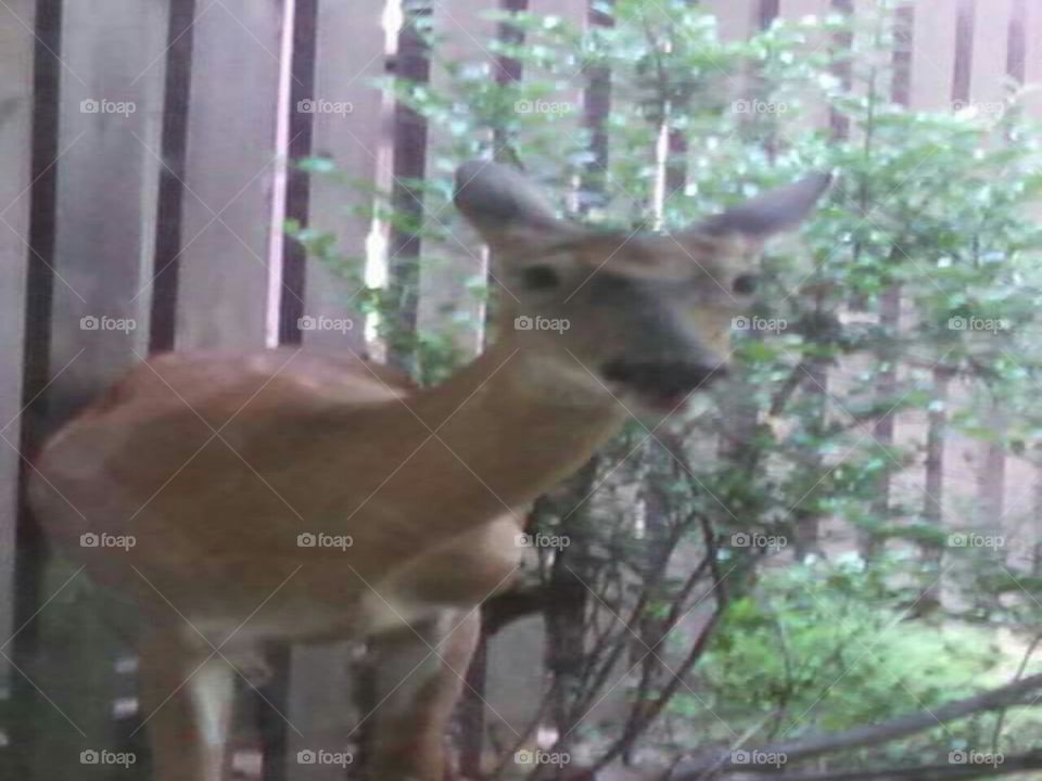 Deer Munchin Up Close
